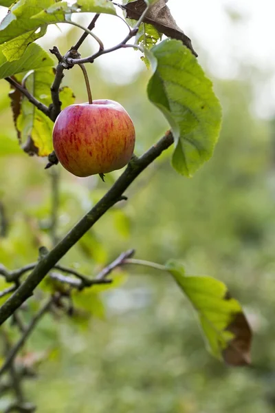 Pomme mûre sur une branche d'arbre — Photo