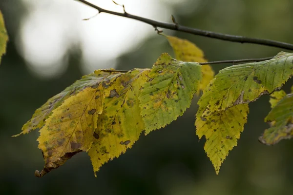 Падіння красивого барвистого осіннього листя — стокове фото