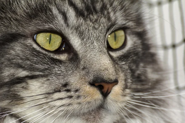 Un hermoso joven tabby Maine Coon —  Fotos de Stock