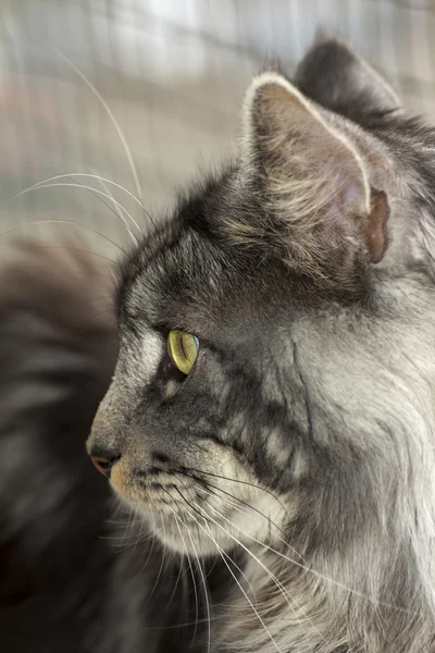 美しい若いぶち猫メインクーン — ストック写真