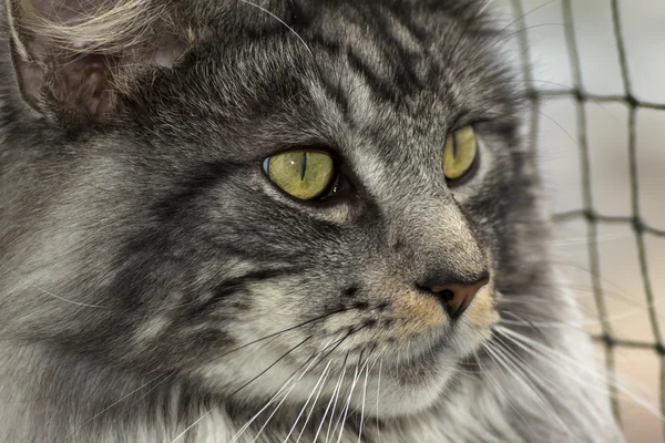 Un hermoso joven tabby Maine Coon —  Fotos de Stock