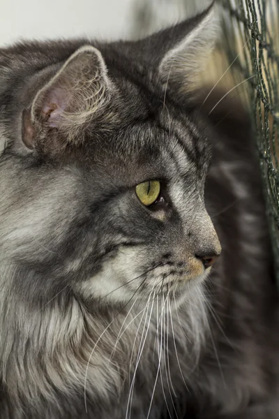 Un hermoso joven tabby Maine Coon —  Fotos de Stock