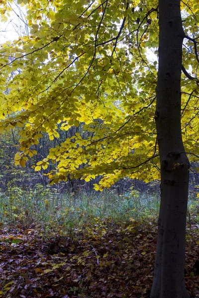 Piękne kolory jesieni krajobrazu — Zdjęcie stockowe