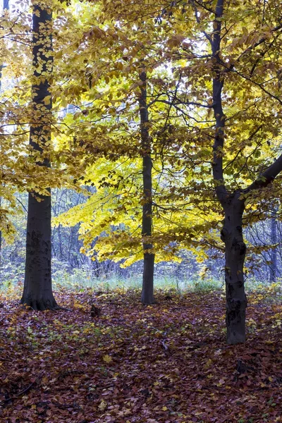 Cores bonitas da paisagem de outono — Fotografia de Stock