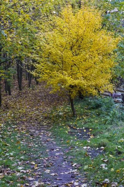 Hermosos colores del paisaje otoñal — Foto de Stock