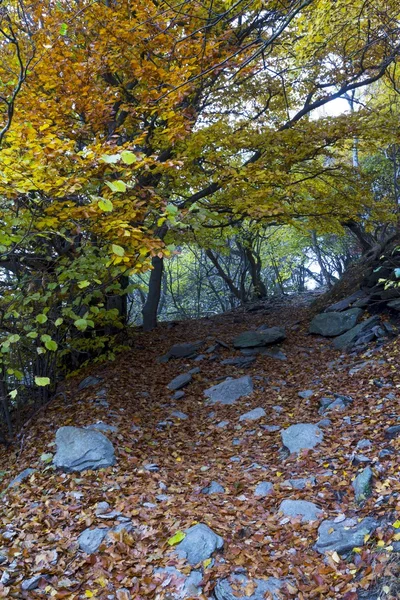 Piękne kolory jesieni krajobrazu — Zdjęcie stockowe
