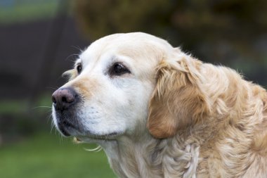 küçük jack russell terrier oynarken