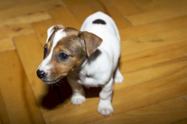 küçük jack russell terrier oynarken