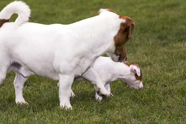 Mały jack russell Terier gra — Zdjęcie stockowe