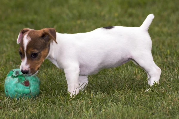 Mały jack russell Terier gra — Zdjęcie stockowe