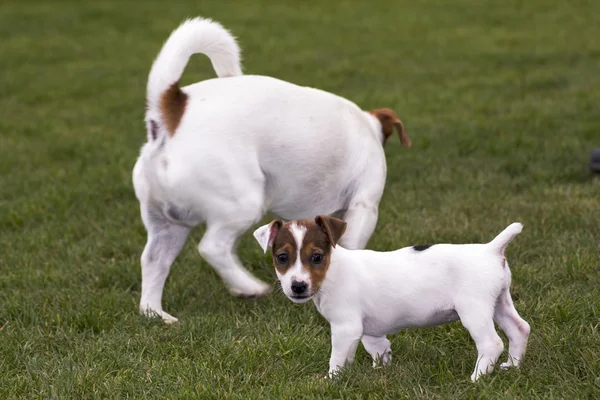 Kleiner Jack Russell Terrier beim Spielen — Stockfoto