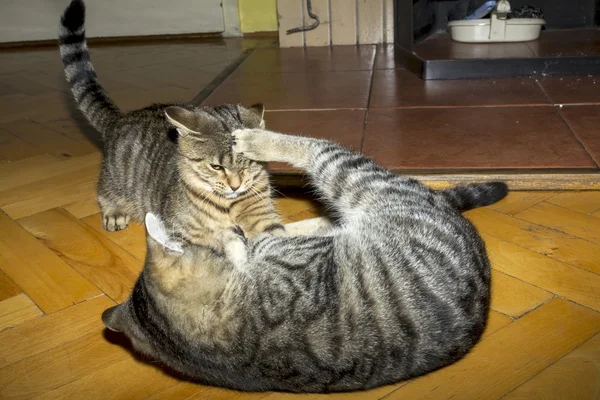 oyun güzel tekir kedi