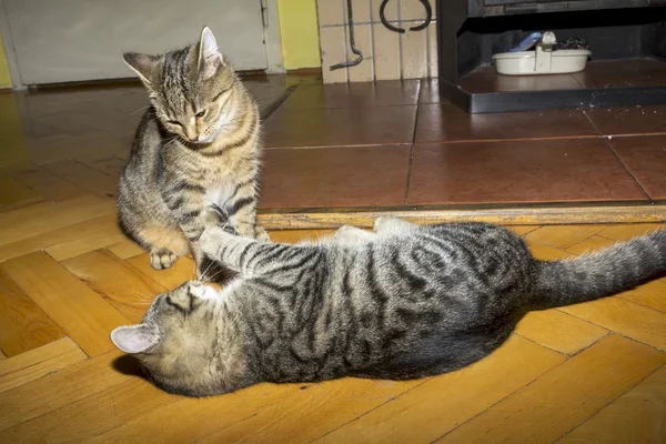 Belo gato tabby em jogo — Fotografia de Stock