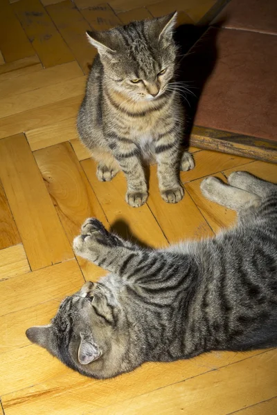 Beautiful tabby cat at play — Stock Photo, Image