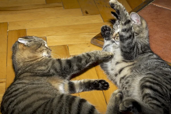 Belo gato tabby em jogo — Fotografia de Stock