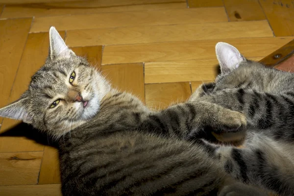 Belo gato tabby em jogo — Fotografia de Stock