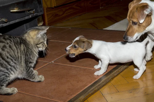 Liten terrier leker med kattungar — Stockfoto