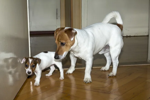 Mały jack russell Terier gra — Zdjęcie stockowe