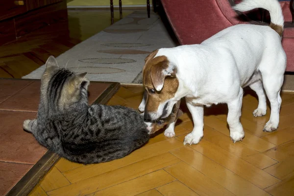 Small terrier playing with kittens — Stock Photo, Image