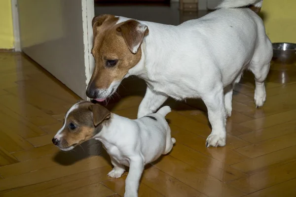 Pequeno jack russell terrier jogar — Fotografia de Stock