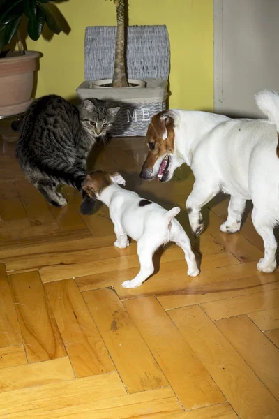 Pequeno terrier brincando com gatinhos — Fotografia de Stock