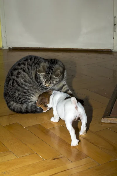 Kleiner Terrier spielt mit Kätzchen — Stockfoto