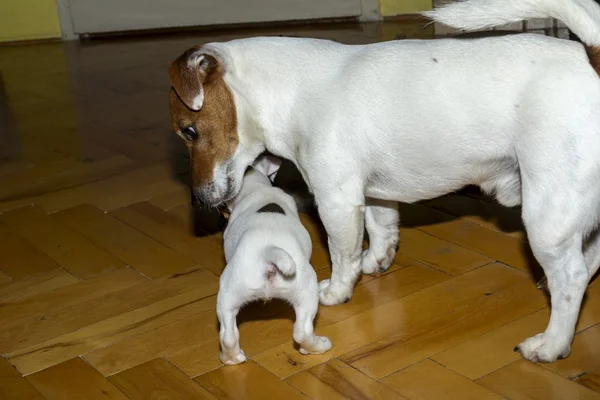 Pequeno jack russell terrier jogar — Fotografia de Stock