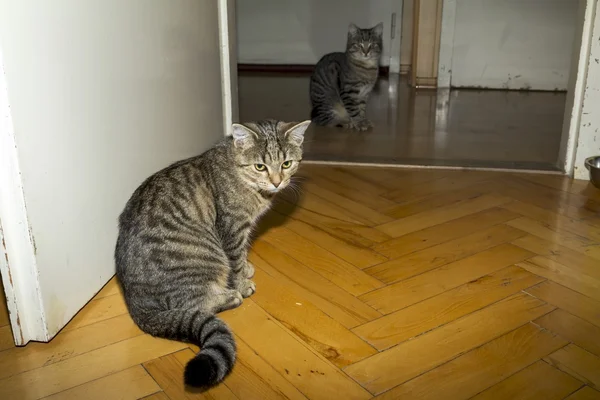 Schöne gestromte Katze im Spiel — Stockfoto