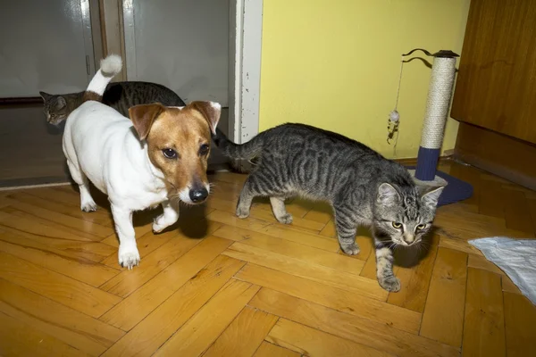 Pequeno terrier brincando com gatinhos — Fotografia de Stock