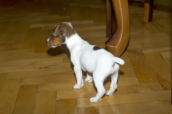Pequeno jack russell terrier jogar — Fotografia de Stock