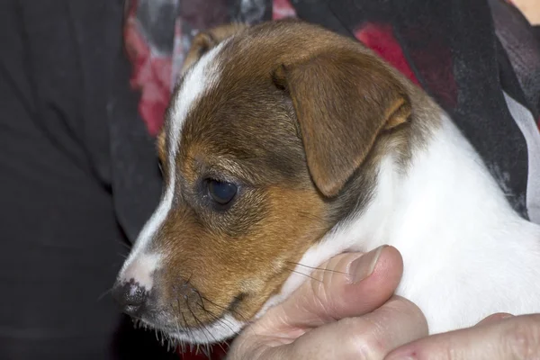 Pequeño jack russell terrier jugando — Foto de Stock