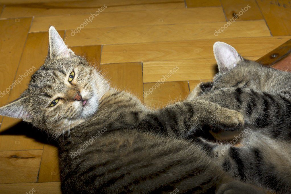 Beautiful tabby cat at play Stock Photo by ©Tylinek 89209184