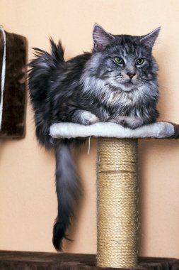 Genç tekir kedi Maine Coon