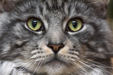 Genç tekir kedi Maine Coon