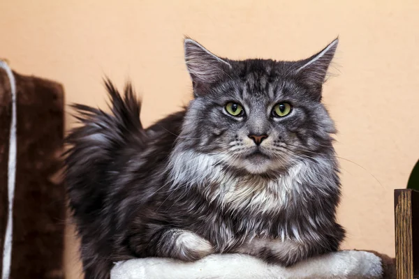 Giovane tabby gatto Maine Coon — Foto Stock