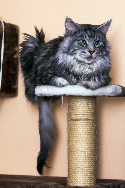 Молодой тэбби-кот Мэн Кун — стоковое фото