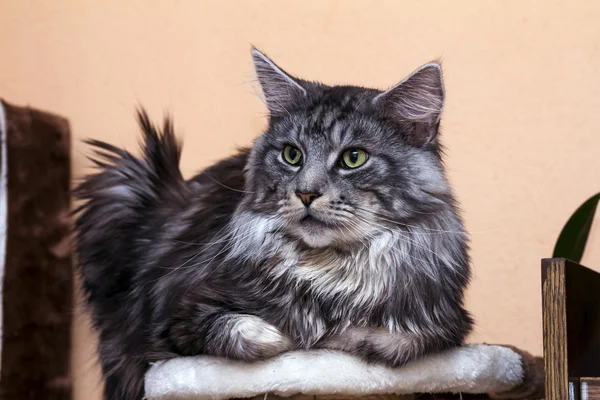 Young tabby cat Maine Coon — Stock Photo, Image