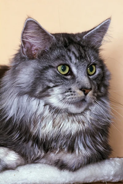 Young tabby cat Maine Coon — Stock Photo, Image