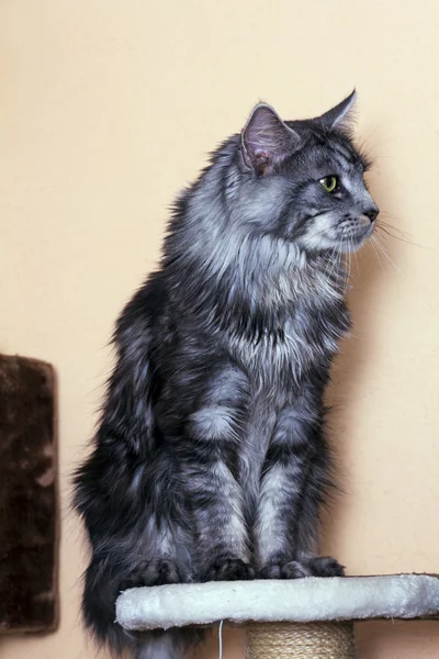 Jovem gato tabby Maine Coon — Fotografia de Stock