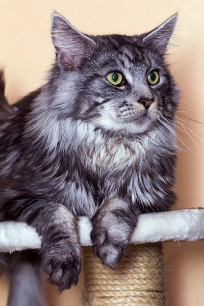 Giovane tabby gatto Maine Coon — Foto Stock