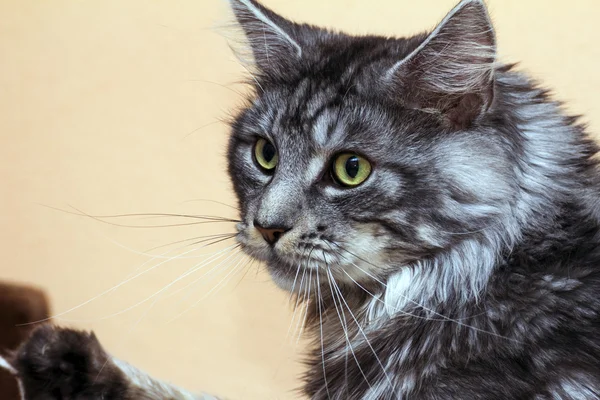 Young tabby cat Maine Coon — Stock Photo, Image