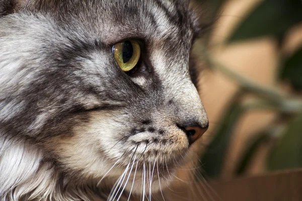 Giovane tabby gatto Maine Coon — Foto Stock