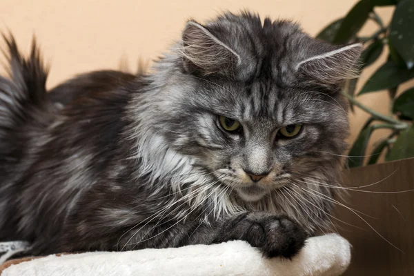 Young tabby cat Maine Coon — Stock Photo, Image