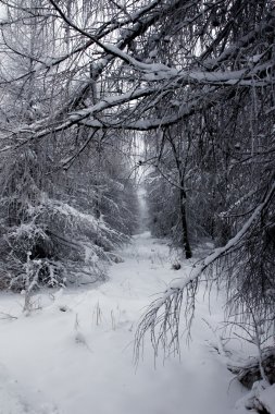 soğuk ve kar ormanda