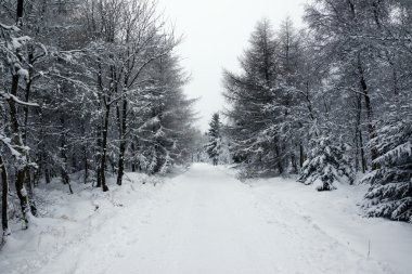 soğuk ve kar ormanda