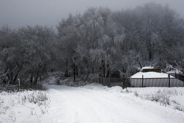 Frio e neve na floresta — Fotografia de Stock