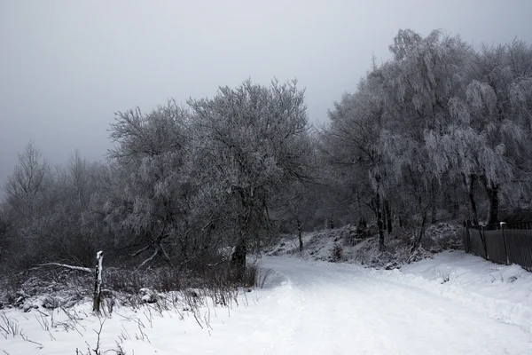 Frío y nieve en el bosque — Foto de Stock