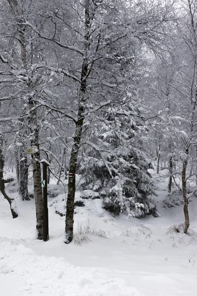 Kylan och snön i skogen — Stockfoto