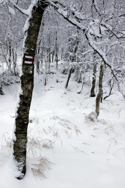 寒さと雪の森の中で — ストック写真