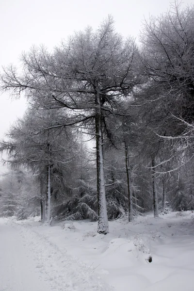 Koude en sneeuw in het bos — Stockfoto